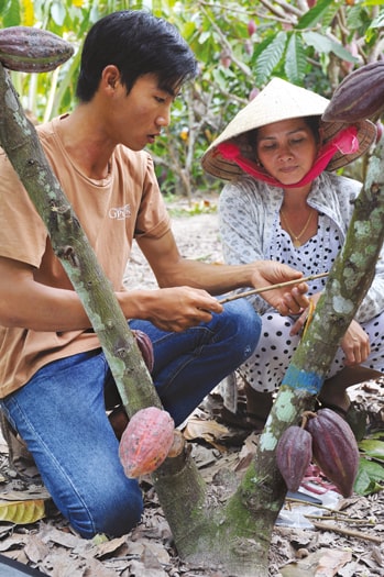 Kakaobauern Vietnam min