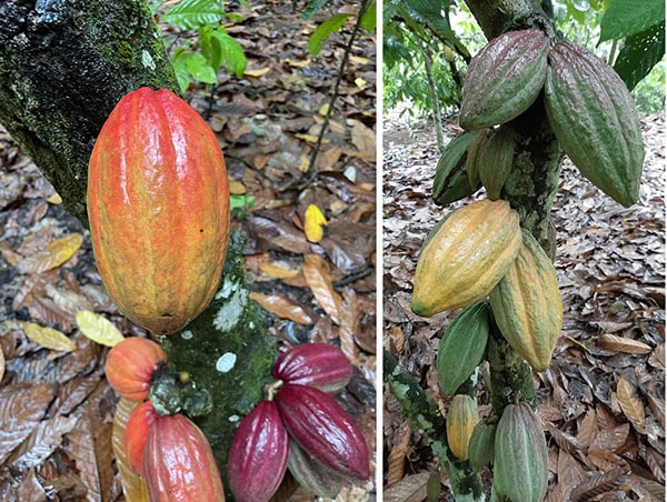 8 Kakaobaum min