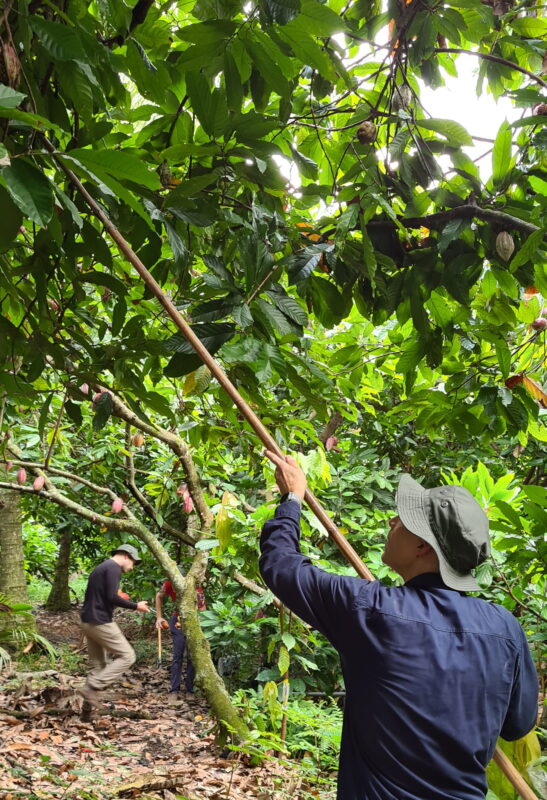 Kakaoernte mit langer Erntestange auf einer Cacao-Trace-Kakaoplantage in Ben Tre