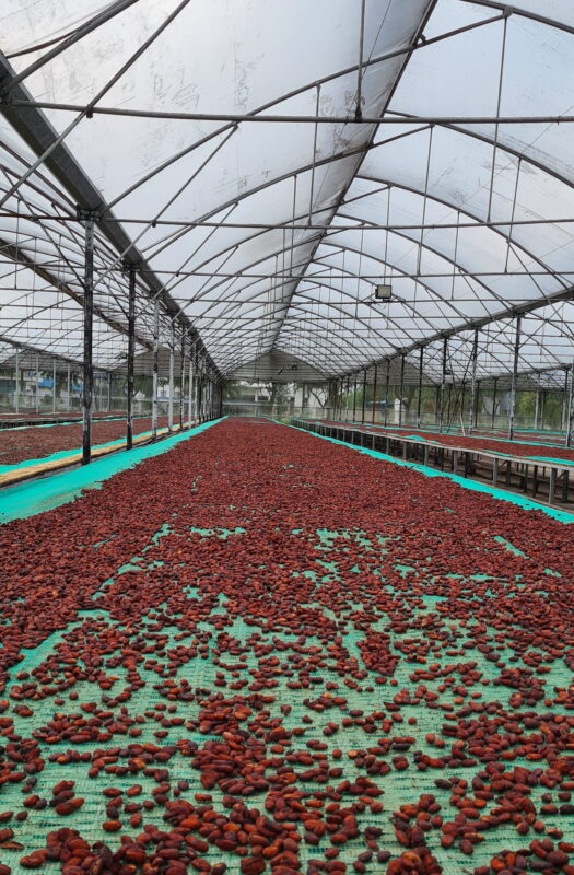 Kakaobohnen auf großen Trocknungsflächen im Cacao-Trace-Nacherntezentrum in Vietnam