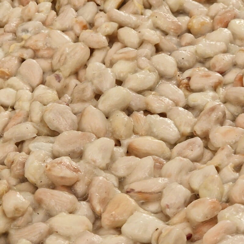 Frische Kakaobohnen mit weißem Fruchtfleisch direkt nach dem Öffnen der Kakaofrucht