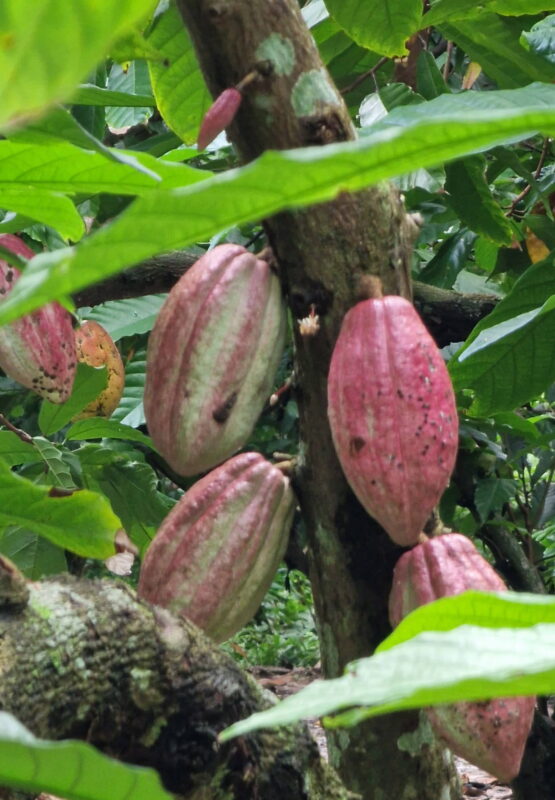 Rosa Kakaofrüchte an einem Kakaobaum auf einer Plantage in Ben Tre, Vietnam